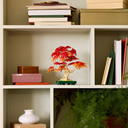 LEGO BOTANICALS - JAPANESE RED MAPLE BONSAI TREE