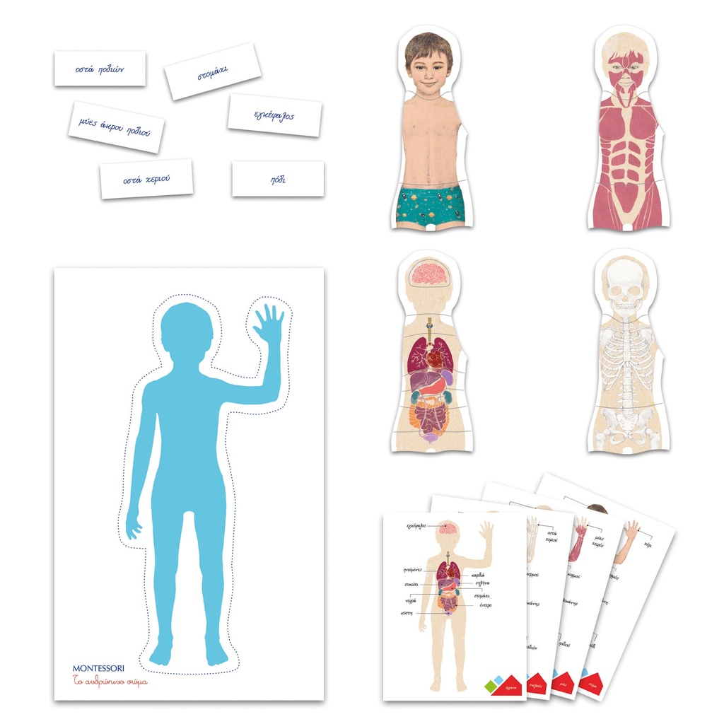 MONTESSORI - HUMAN BODY